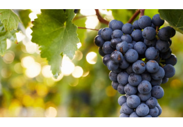 De Barbera druif uit de Italiaanse Piemonte